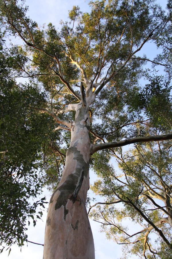 Paperbark Bed & Breakfast Brisbane Exterior photo