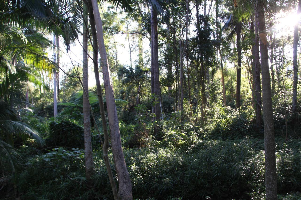 Paperbark Bed & Breakfast Brisbane Exterior photo